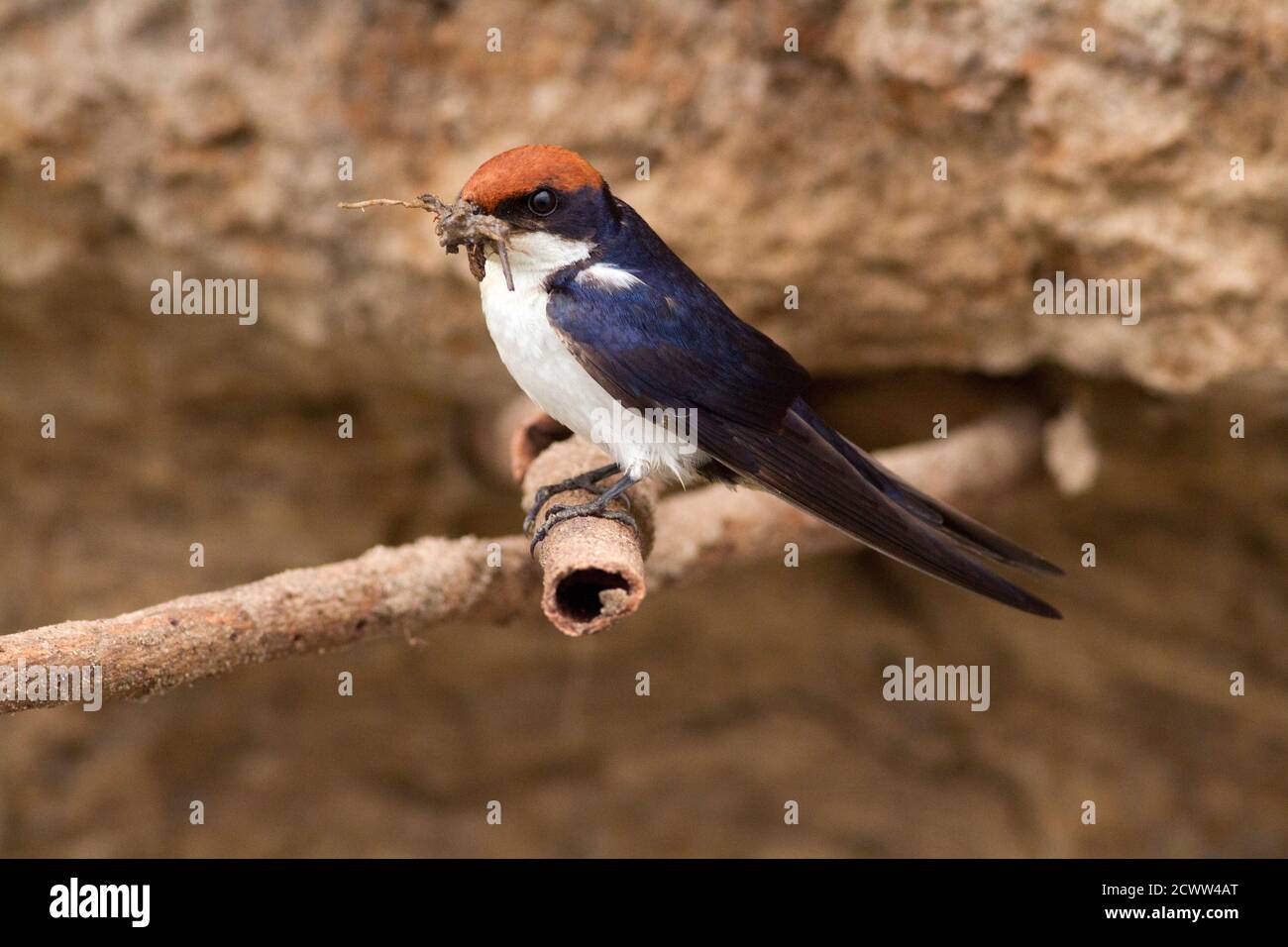 Found along all major water-courses the Wire-tailed Swallow is resident and they make the mud cup nest in sheltered overhangs close to the river. Stock Photo