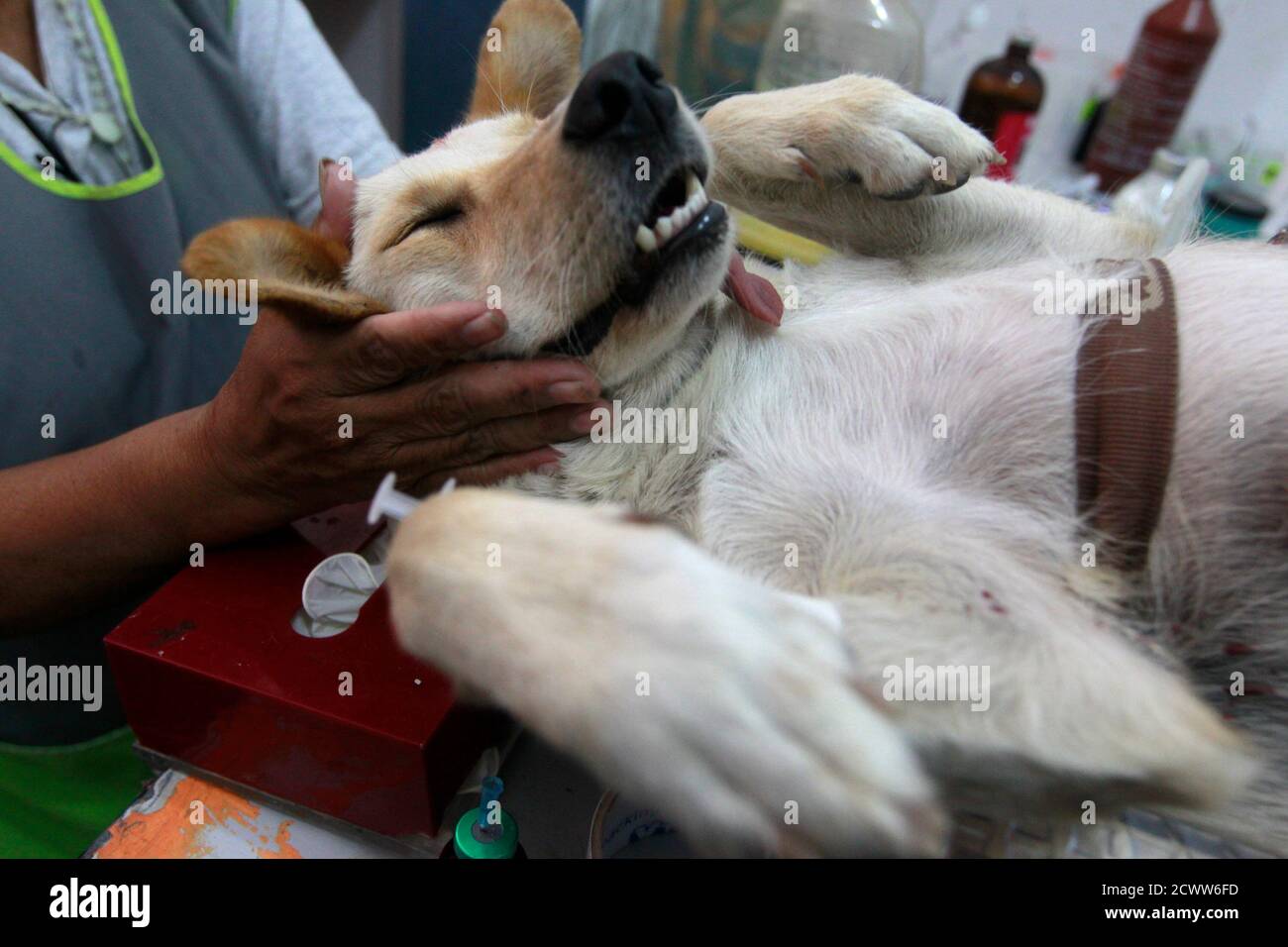 A female dog is prepared for a sterilization surgery at Oasis, a veterinary  clinic, in Lima's shanty town of Villa El Salvador December 28, 2012.  Veterinarians and animal activists in Villa El