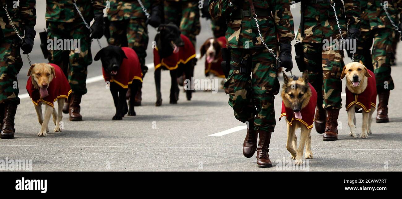 Indian military dogs hires stock photography and images Alamy