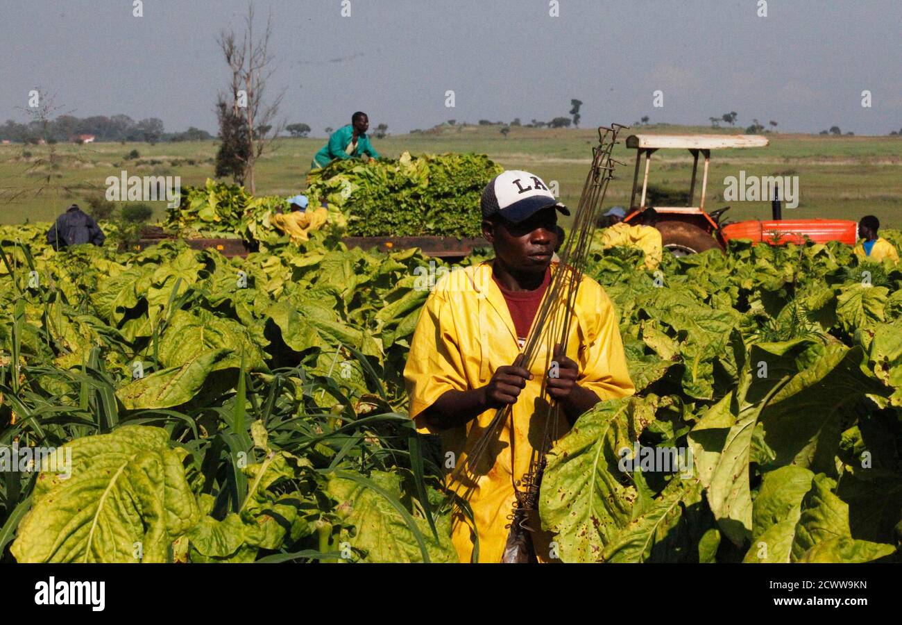 Contract Farming Zimbabwe - Farm House