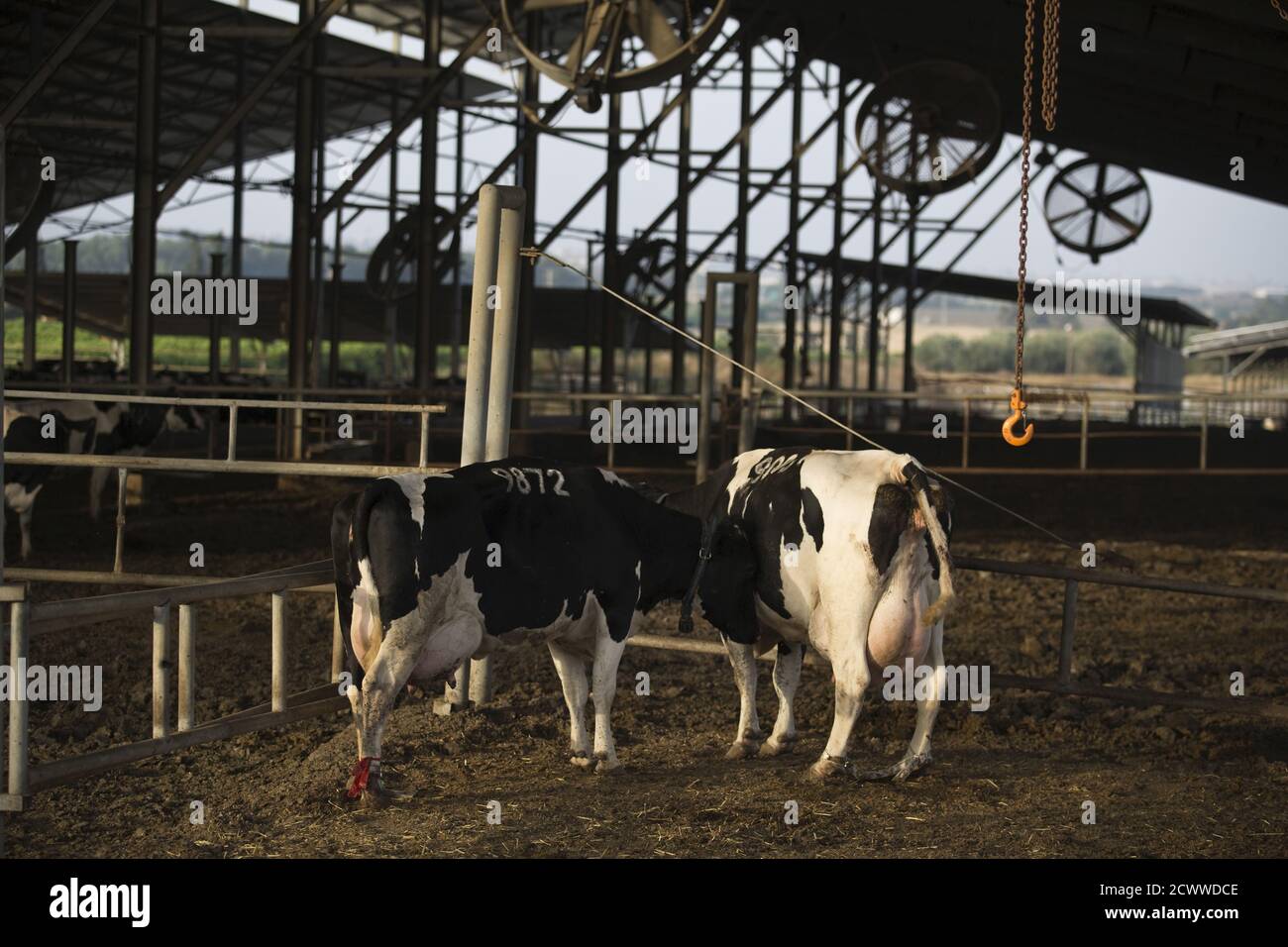 Israel cows in dairy farm hires stock photography and images Alamy