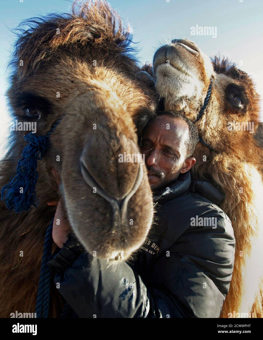 Taking care of camels hi-res stock photography and images - Alamy Taking care of camels hi-res stock photography and images - Alamy