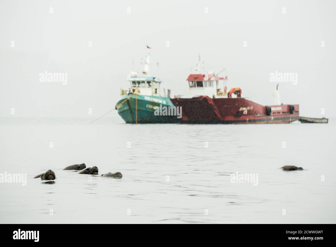 lobo marino (otaria flavescens) frente a barcos de pesca, puerto de Castro, archipiélago de Chiloé ,provincia de Chiloé ,región de Los Lagos,Patagonia Stock Photo