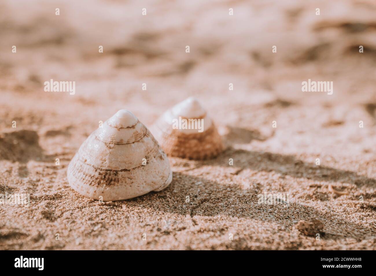 The exoskeletons of snails and clams, or their shells in common