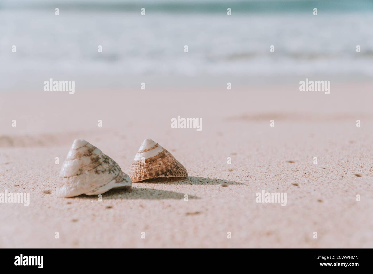 The exoskeletons of snails and clams, or their shells in common