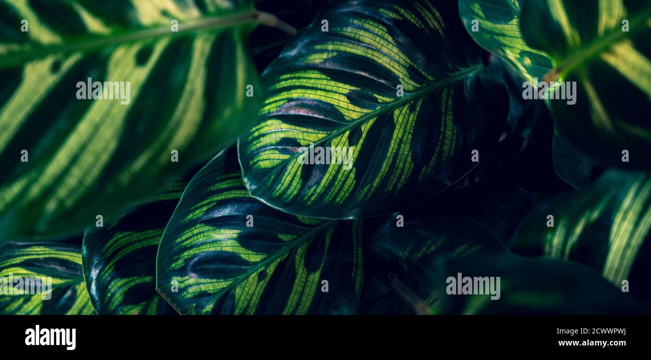 tropical leaves colorful flower on dark tropical foliage nature background dark green foliage nature Stock Photo