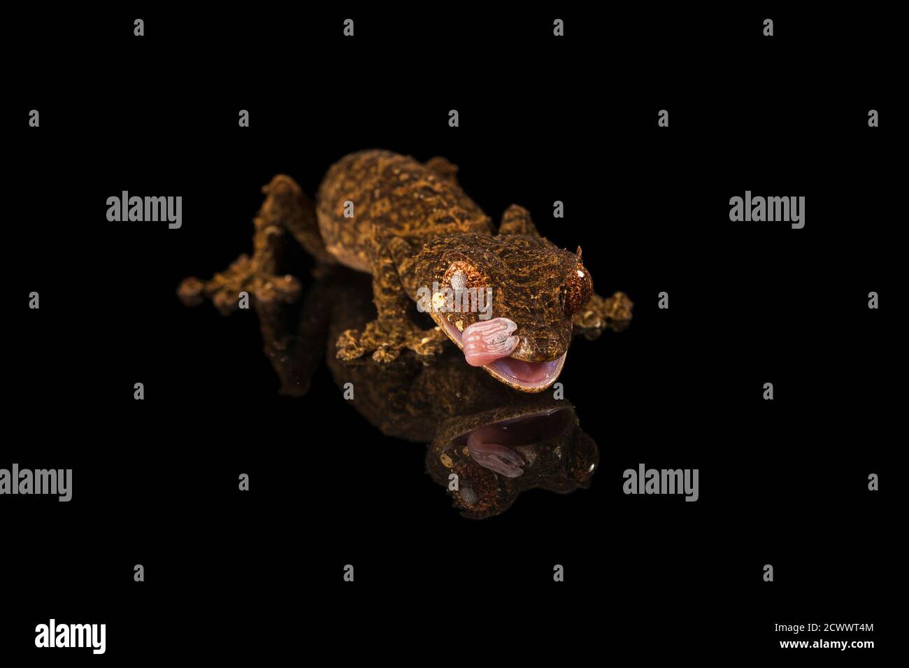 A Native Of Rochester High Resolution Stock Photography And Images Alamy