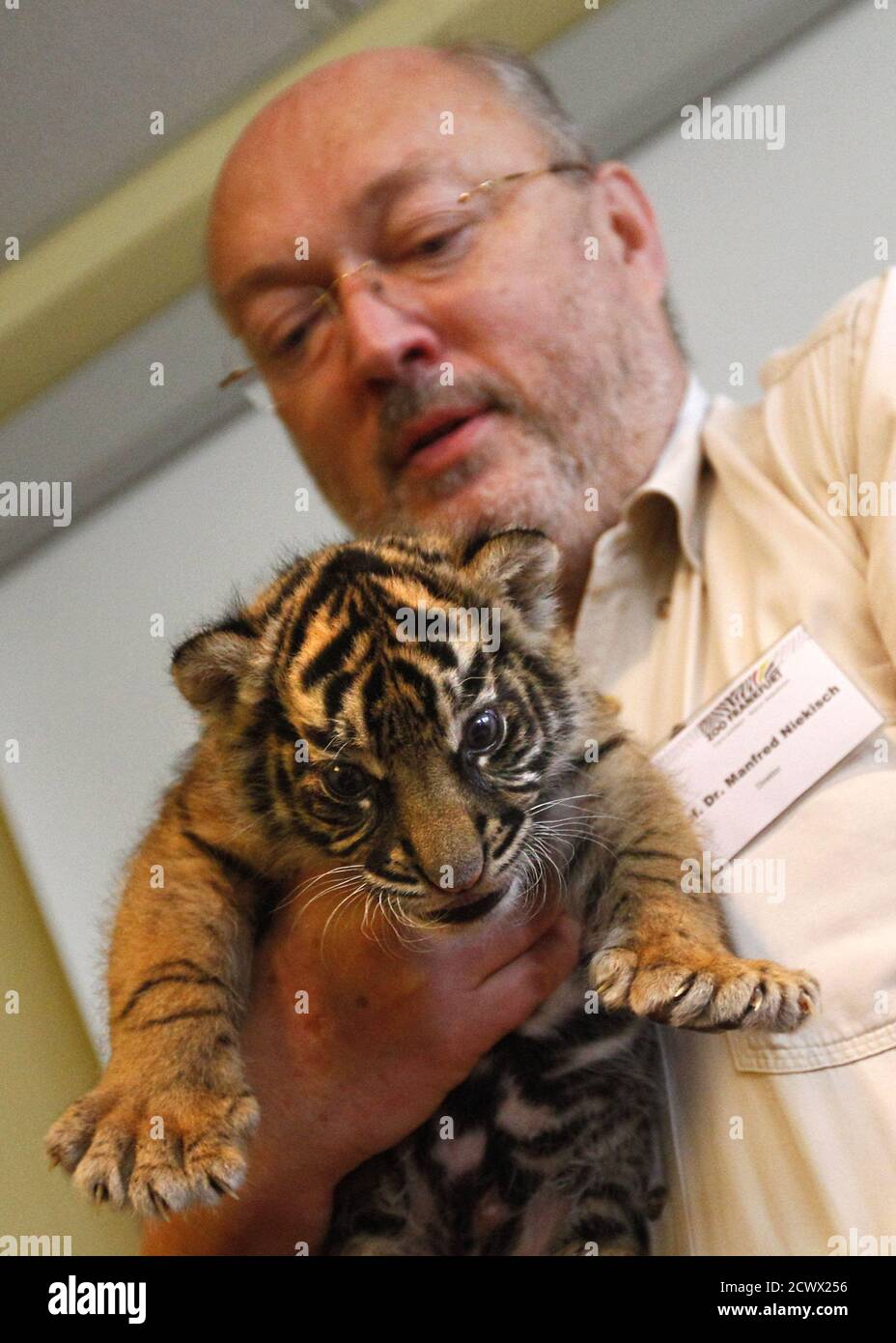 Zoo director Manfred Niekisch holds three weeks old Sumatra tiger cub Daseep during her first public appearance at the zoo in Frankfurt, October 6, 2010. Daseep was surprisingly born by her mother Malea who was supposed to be infertile according to the zoo's vet.   REUTERS/Kai Pfaffenbach  (GERMANY - Tags: ANIMALS ENVIRONMENT) Stock Photo