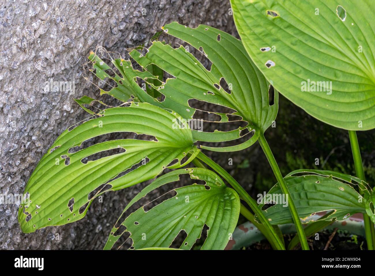 Hosta plant also known as plantain lily with snail and slug damage