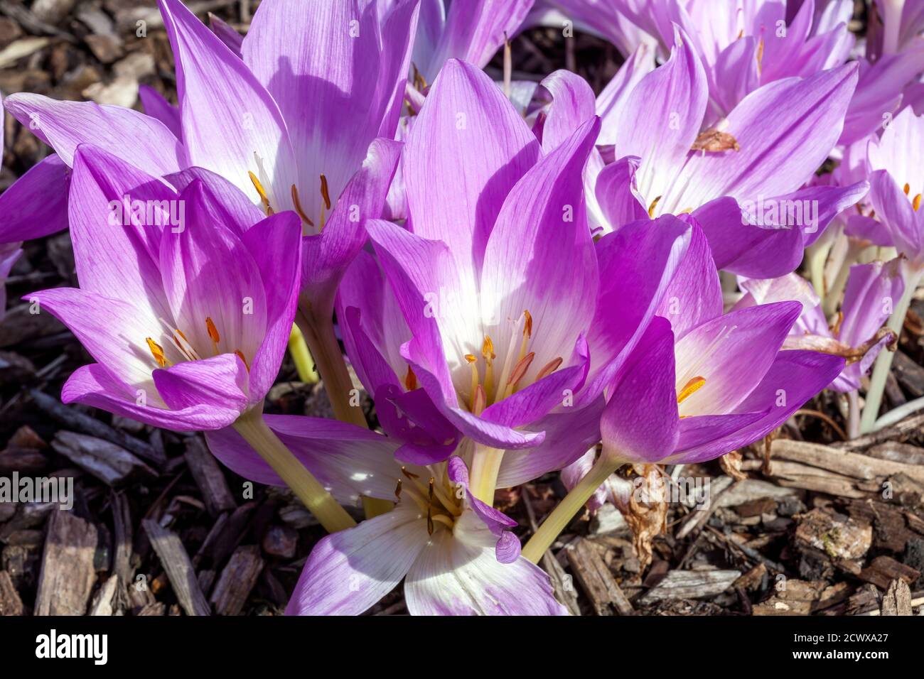 Colchicum autumnale 'Waterlily' an autumn fall flower bulb plant commonly known as Autumn Crocus stock photo image Stock Photo