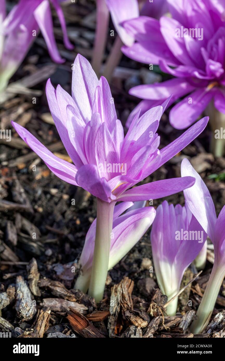 Colchicum autumnale 'Waterlily' an autumn fall flower bulb plant commonly known as Autumn Crocus stock photo image Stock Photo