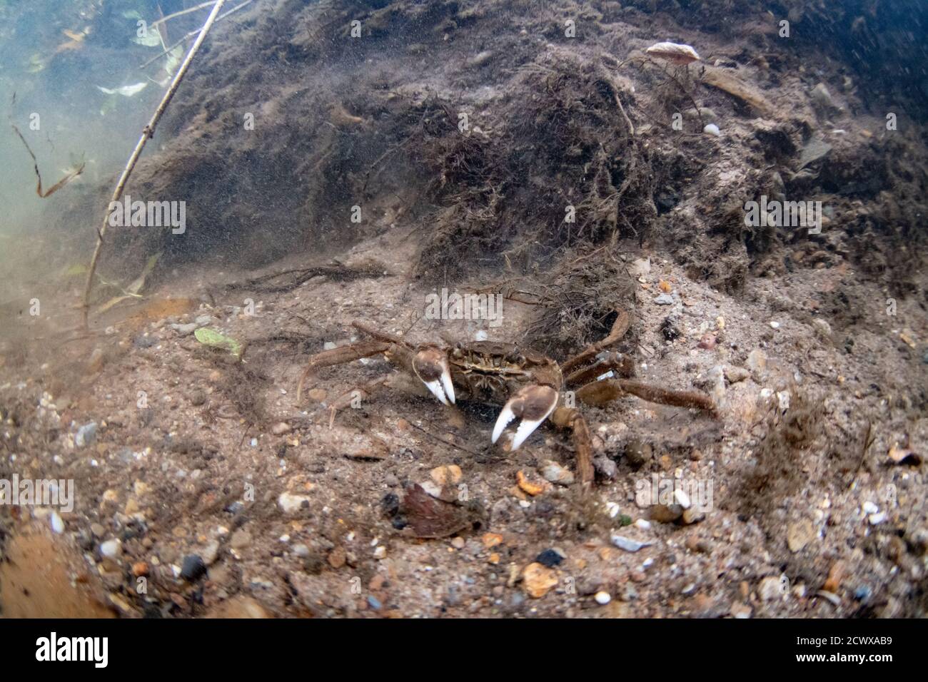 Chinese mitten crab Stock Photo