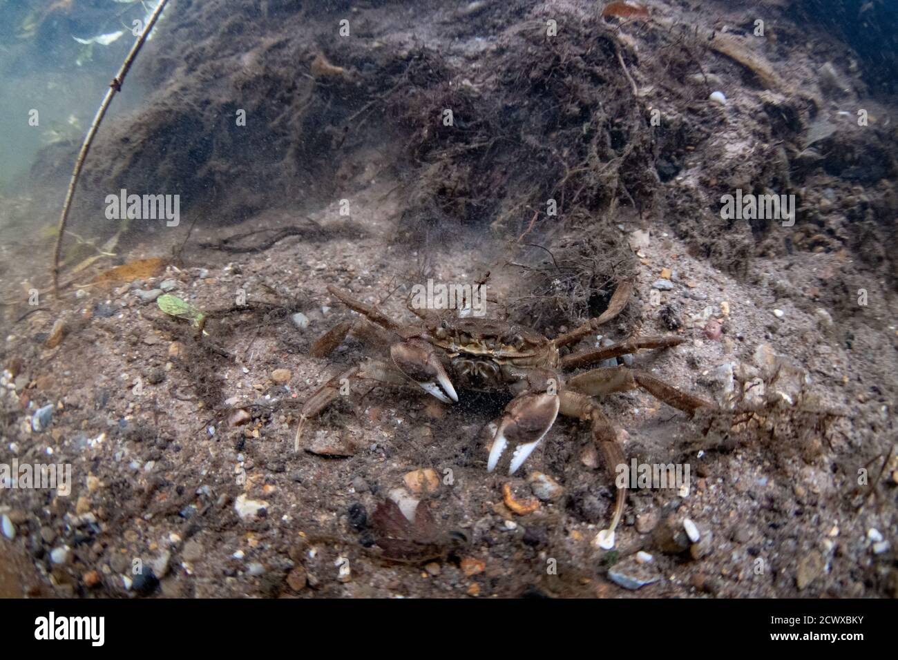 Chinese mitten crab Stock Photo