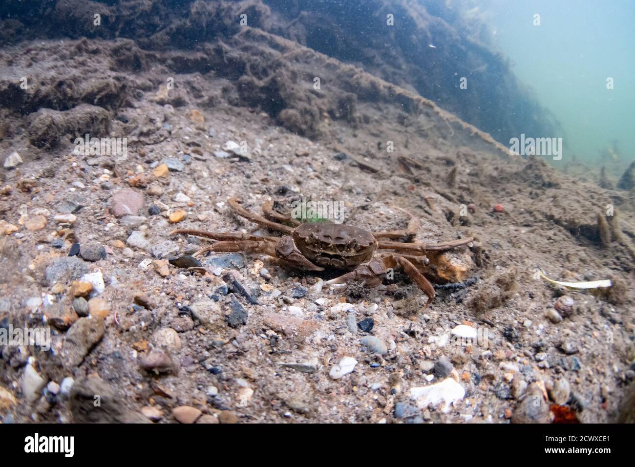 Chinese mitten crab Stock Photo