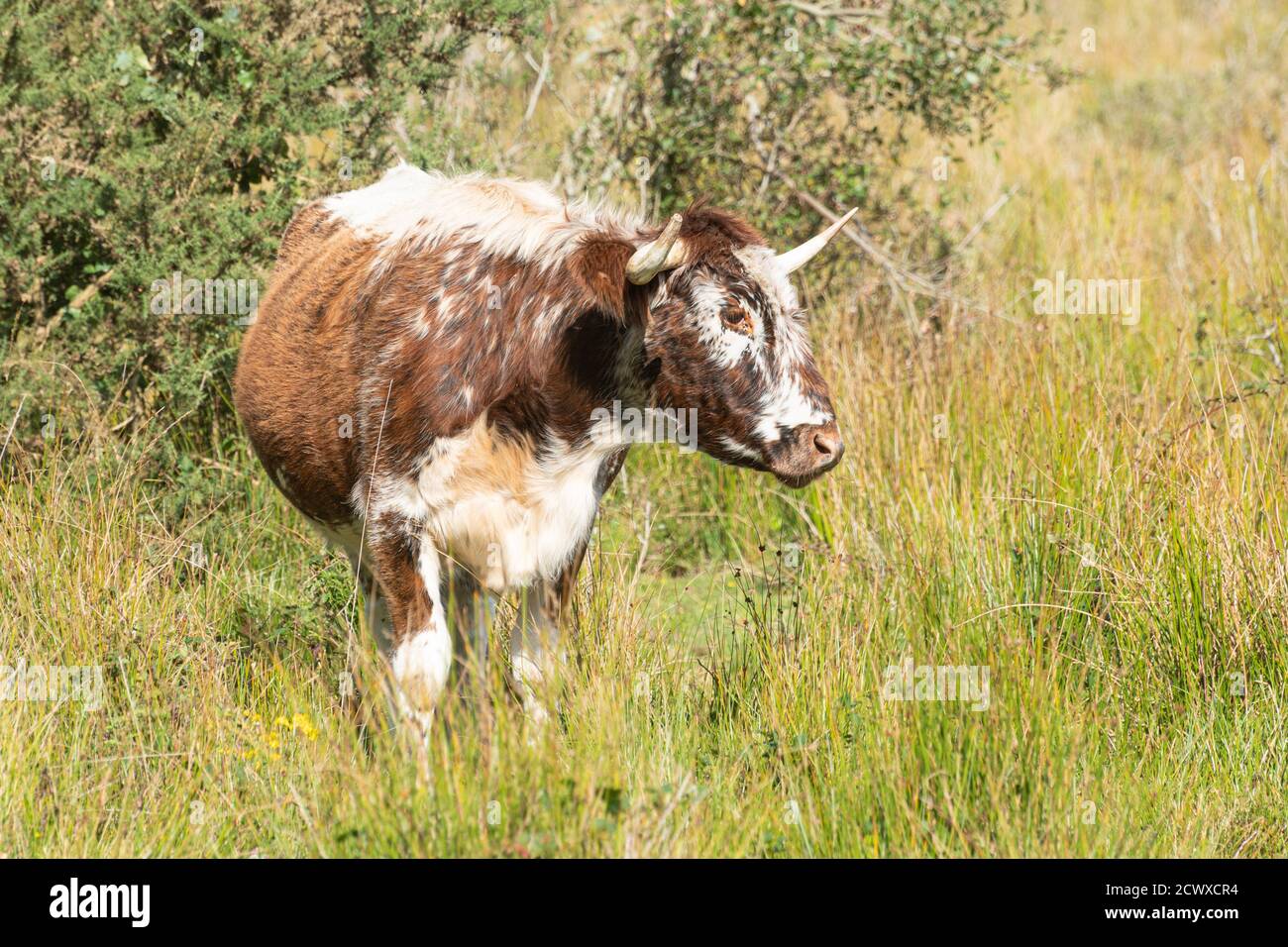 Old English longhorn bull (formerly called Lancashire cattle), a brown and white breed, UK Stock Photo