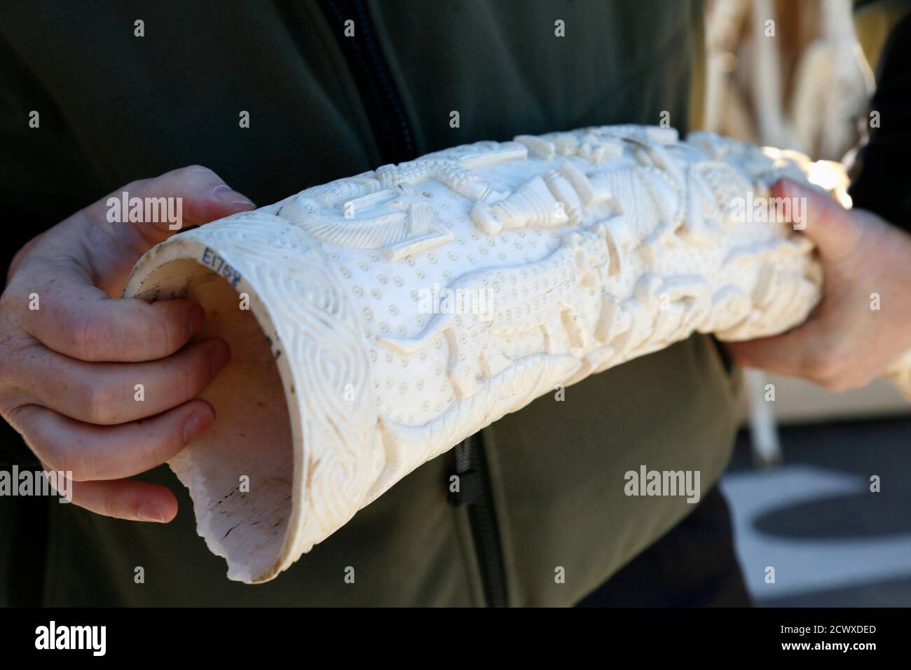Carved Elephant Tusk High Resolution Stock Photography And Images Alamy This semester i took a class called the culture of elephants as an environmental studies elective class for an arts credit. https www alamy com edward grace deputy chief law enforcement officer for the us fish and wildlife service holds a confiscated carved elephant tusk before 6 tons of ivory was crushed in denver colorado november 14 2013 reutersrick wilking united states tags crime law animals image377365477 html