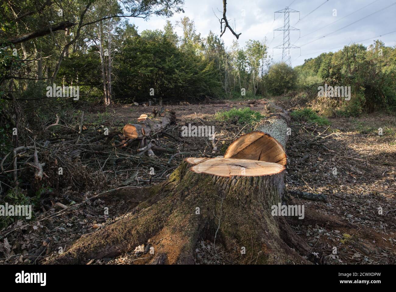 Denham, UK. 29th September, 2020. An area of Denham Country Park cleared of trees and undergrowth by tree surgeons working on behalf of HS2 Ltd for works connected to the HS2 high-speed rail link. Anti-HS2 activists based at the nearby Denham Ford Protection Camp and protesting against the destruction of the woodland contend that the area of Denham Country Park currently being felled is not indicated for felling on documentation supplied by HS2 Ltd. Credit: Mark Kerrison/Alamy Live News Stock Photo