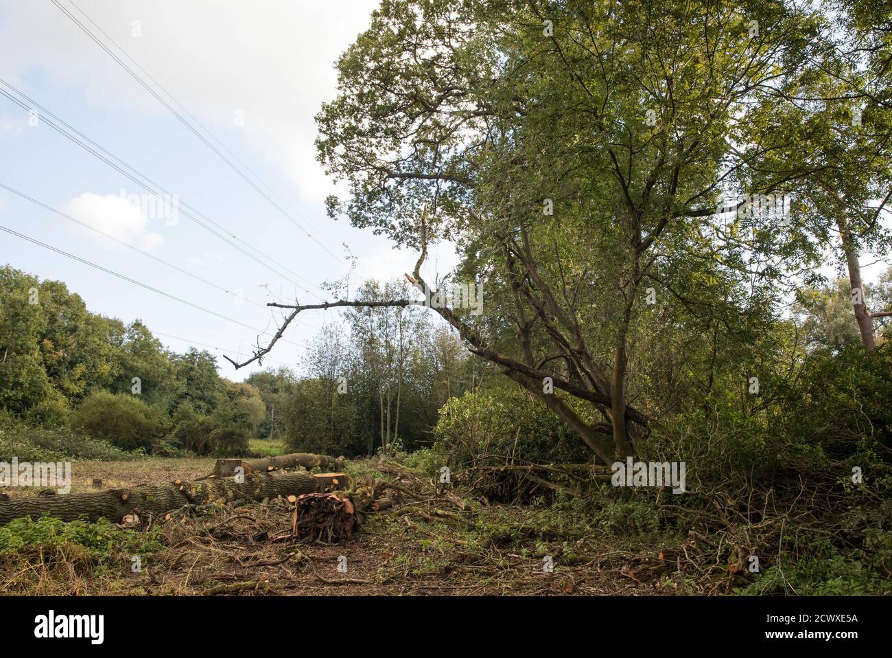 Denham, UK. 29th September, 2020. An area of Denham Country Park cleared of trees and undergrowth by tree surgeons working on behalf of HS2 Ltd for works connected to the HS2 high-speed rail link. Anti-HS2 activists based at the nearby Denham Ford Protection Camp and protesting against the destruction of the woodland contend that the area of Denham Country Park currently being felled is not indicated for felling on documentation supplied by HS2 Ltd. Credit: Mark Kerrison/Alamy Live News Stock Photo