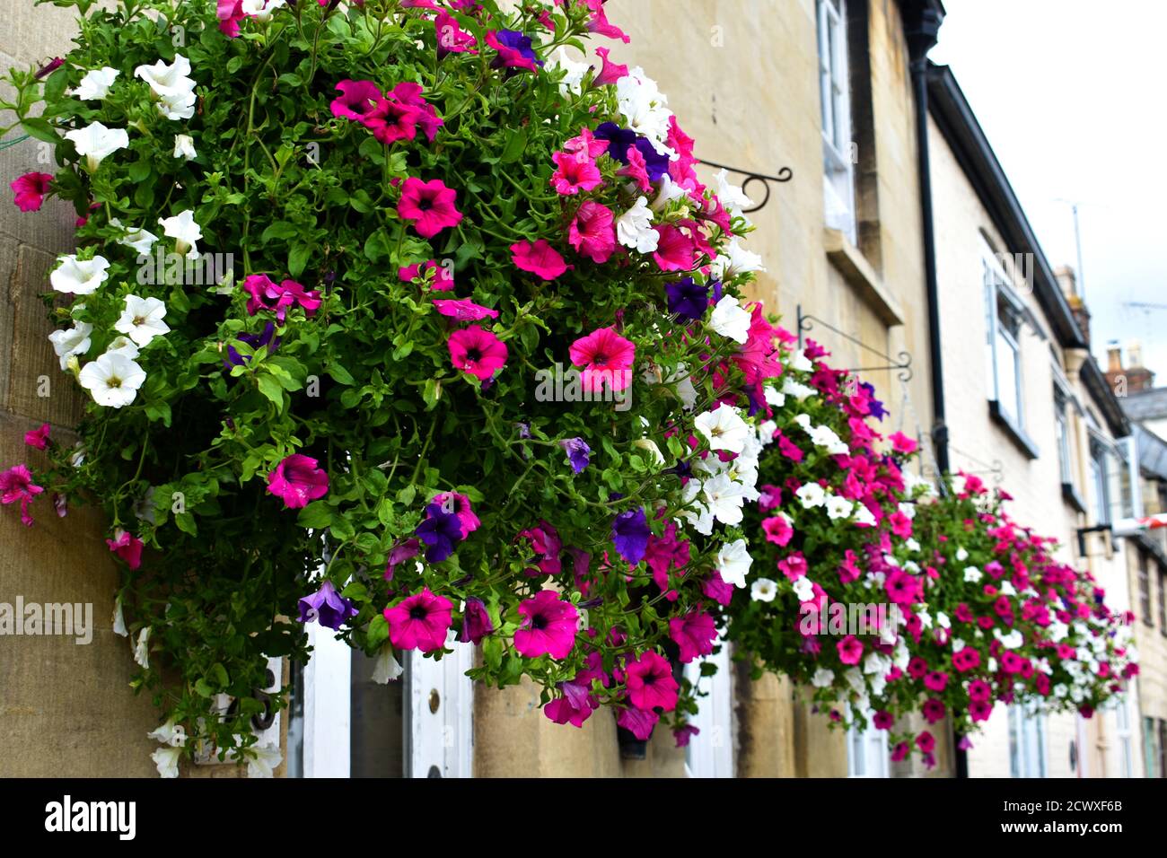 close up of beautiful pink and white petunia flowers in hanging baskets ...