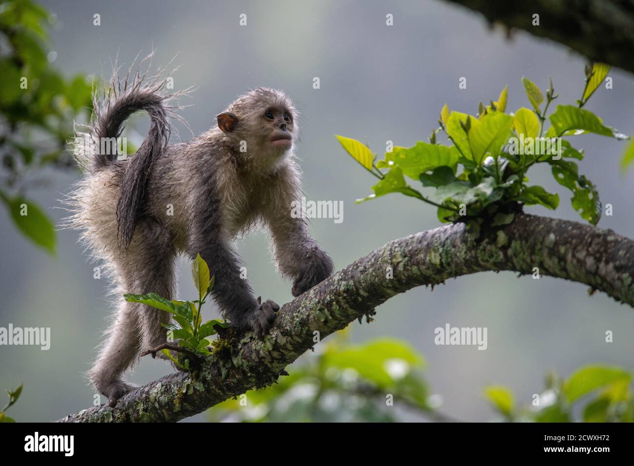 200930) -- KUNMING, Sept. 30, 2020 (Xinhua) -- A snub-nosed monkey is  pictured at the Yunnan Snub-nosed Monkey National Park in Shangri-La, Deqen  Tibetan Autonomous Prefecture, southwest China's Yunnan Province, May 23,