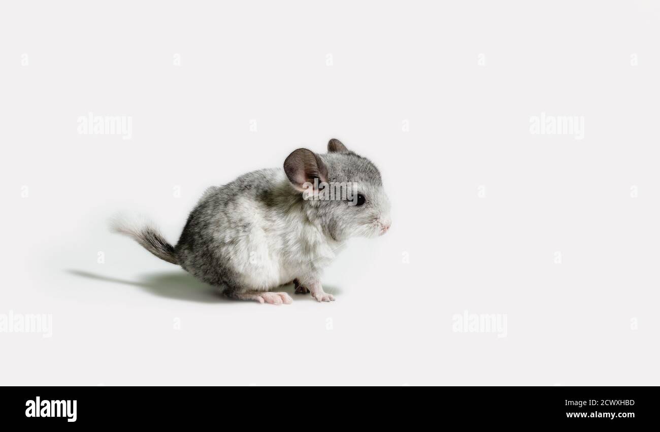 one small gray mouse on white background isolated studio shot Stock Photo