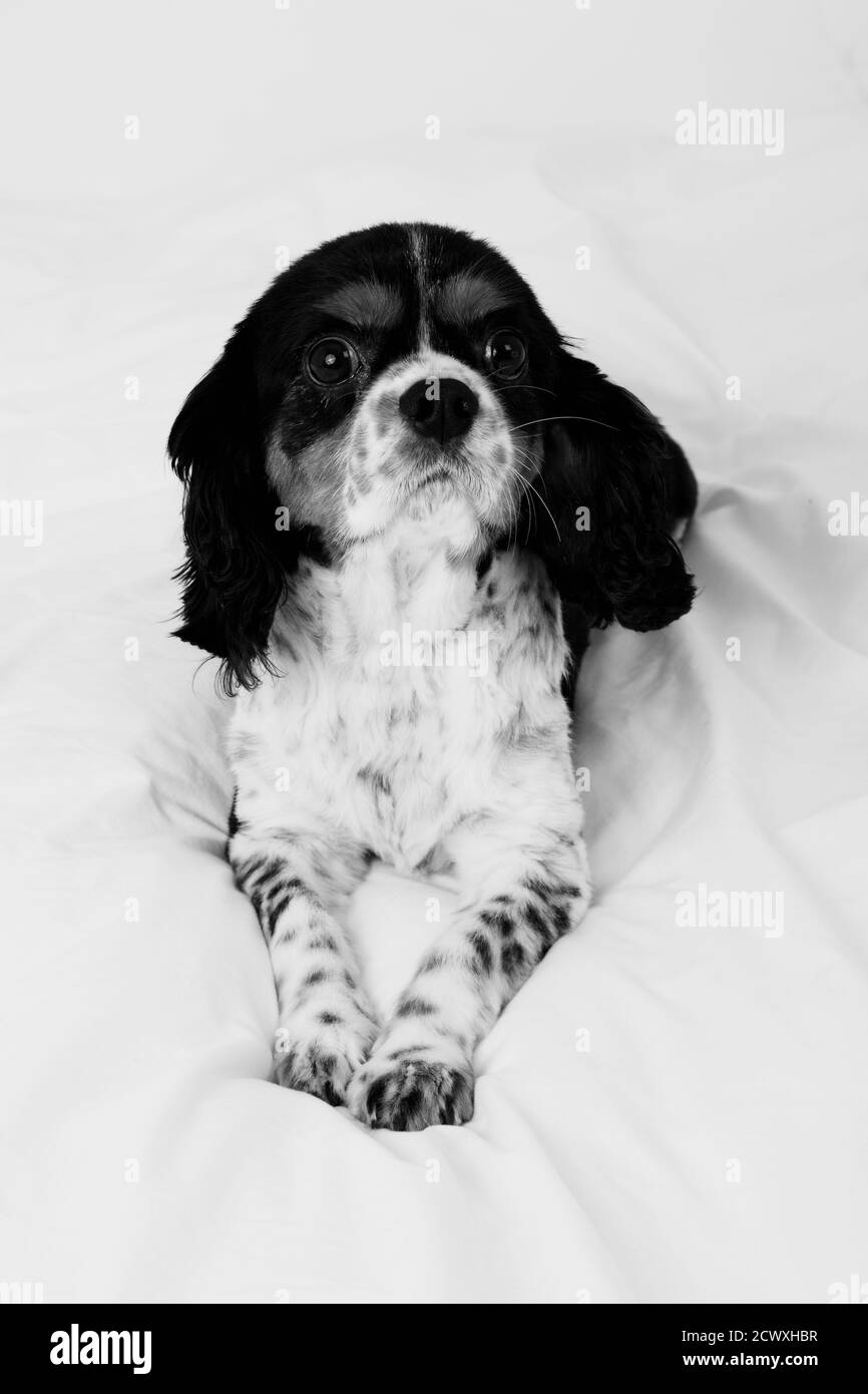 close up portrait of cute Cavalier King Charles spaniel dog,  black, white and tan,  lying down facing forward looking in  winter snow scene in Stock Photo