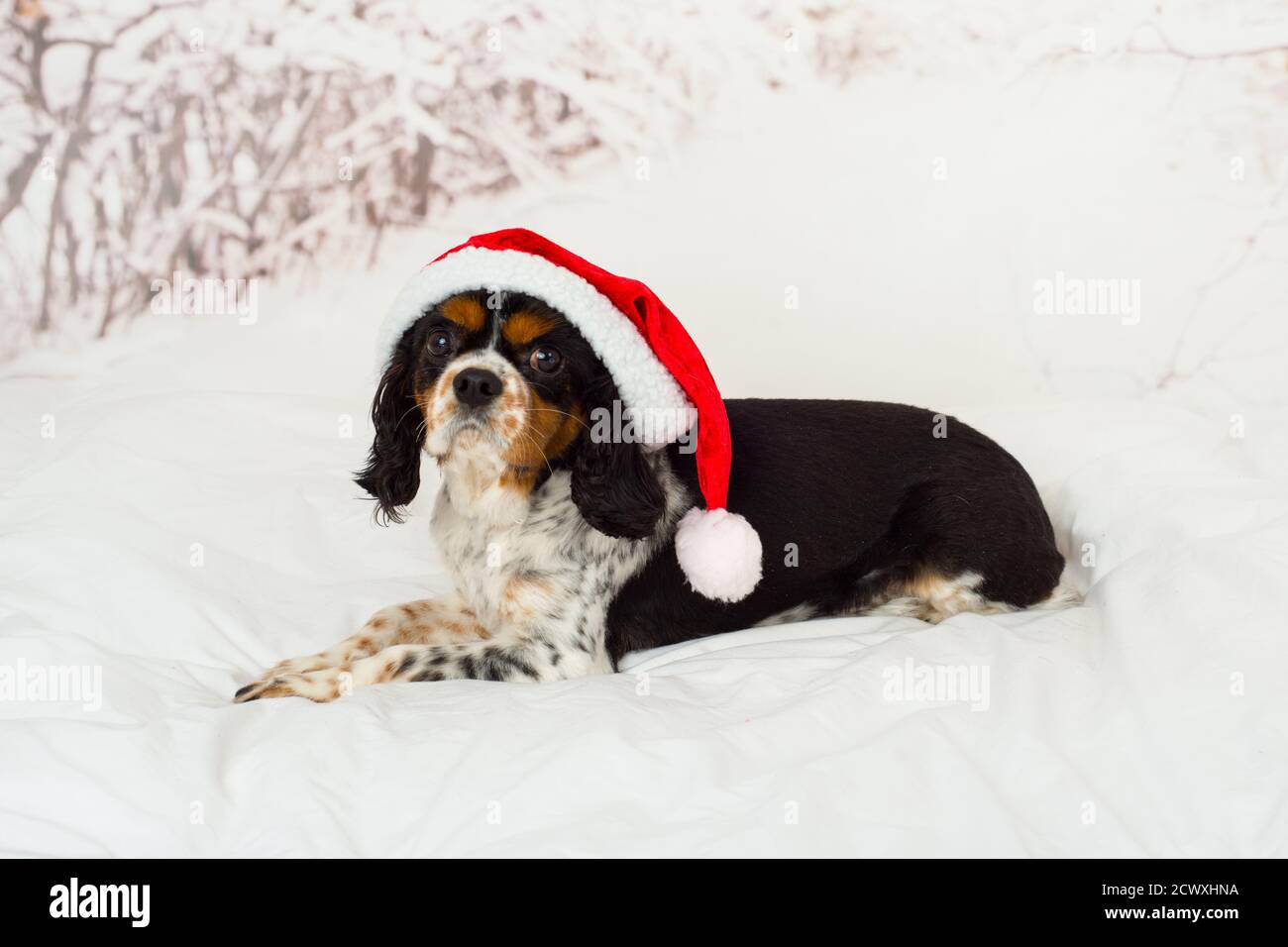 Cute Cavalier King Charles spaniel dog, black, white and tan, lying down in red and white Santa hat,  in winter snow scene Stock Photo