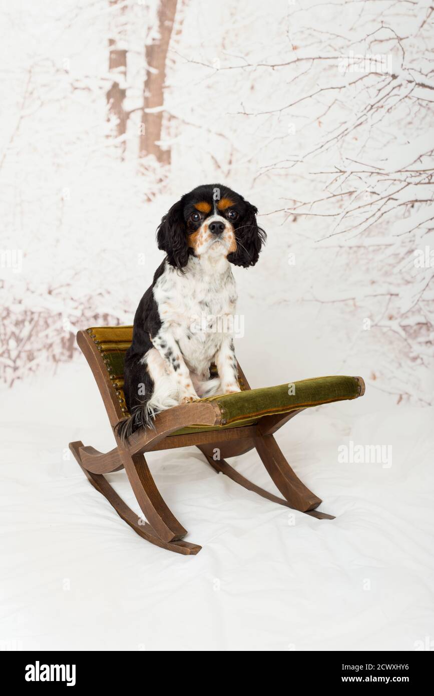 Cute Cavalier King Charles spaniel dog, black, white and tan, sitting ...