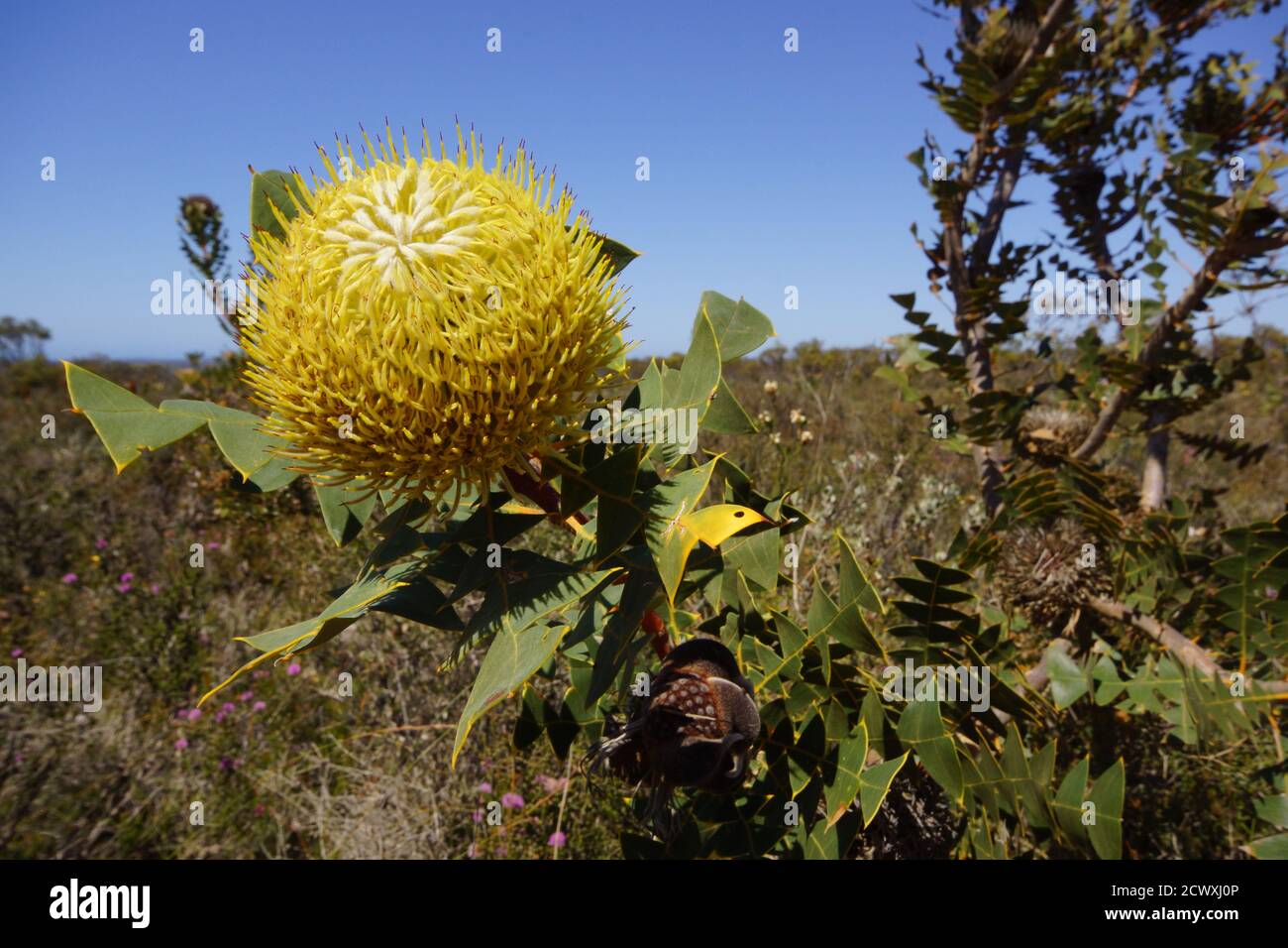 Yellow flower of the bird´s nest Banksia (Banksia baxteri), natural habitat in Southwest Western Australia Stock Photo