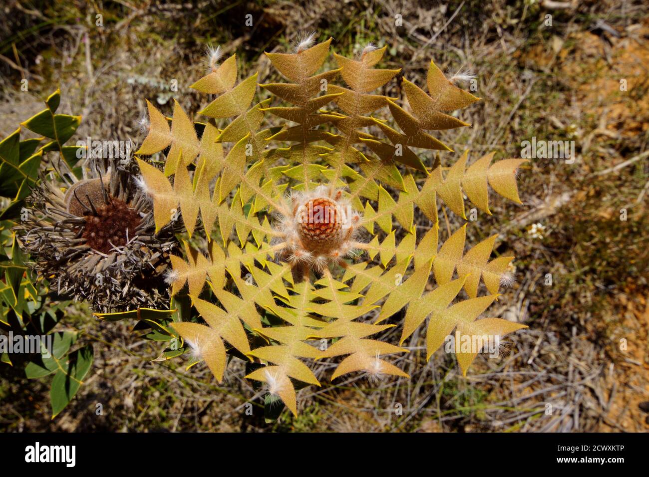 Jagged leaves of the bird´s nest Banksia (Banksia baxteri) with flower cone, Western Australia Stock Photo