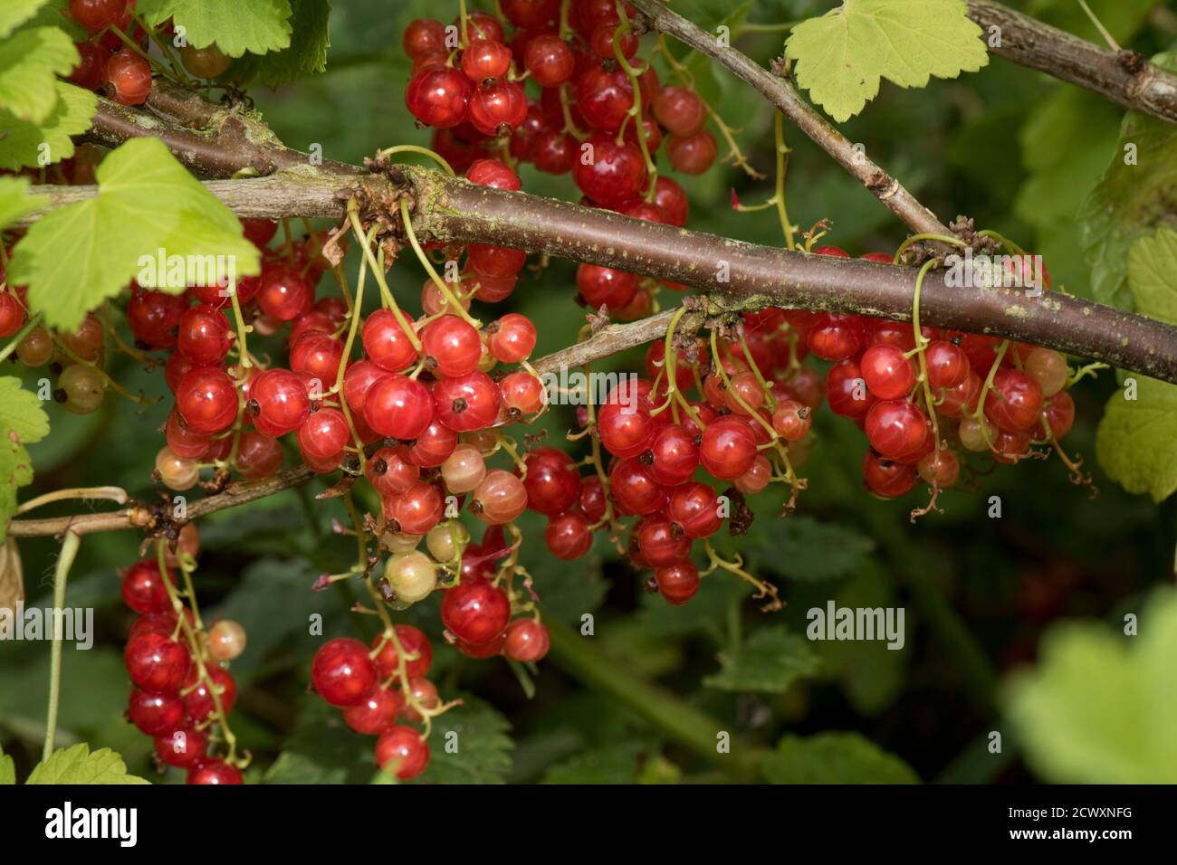 Redcurrant (Ribes rubrum) edible fruit berries on racemes among the leaves on a currant bush, Berkshire, June Stock Photo