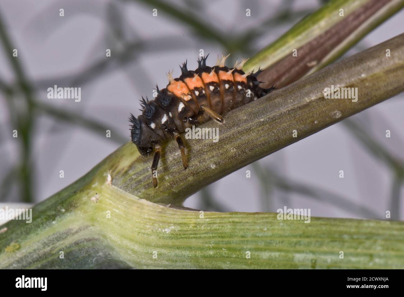 An Early Instar Orange And Black Harlequin Ladybird Harmonia Axyridis an-early-instar-orange-and-black-harlequin-ladybird-harmonia-axyridis
