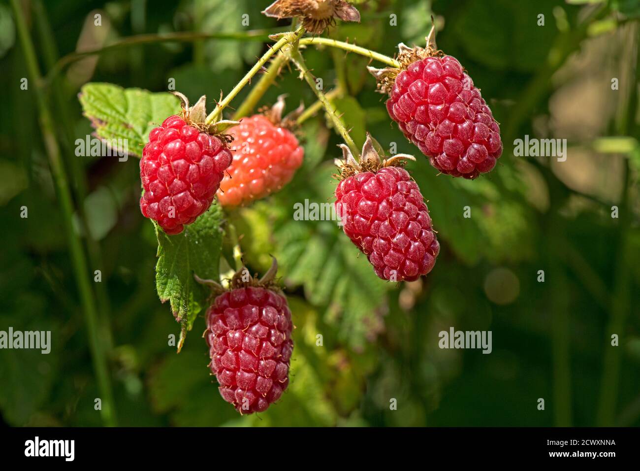 Tayberry (Rubus fruticosus x R.idaeus) ripe red hybrid fruit on the cane in a soft fruit garden, Berkshire, June Stock Photo