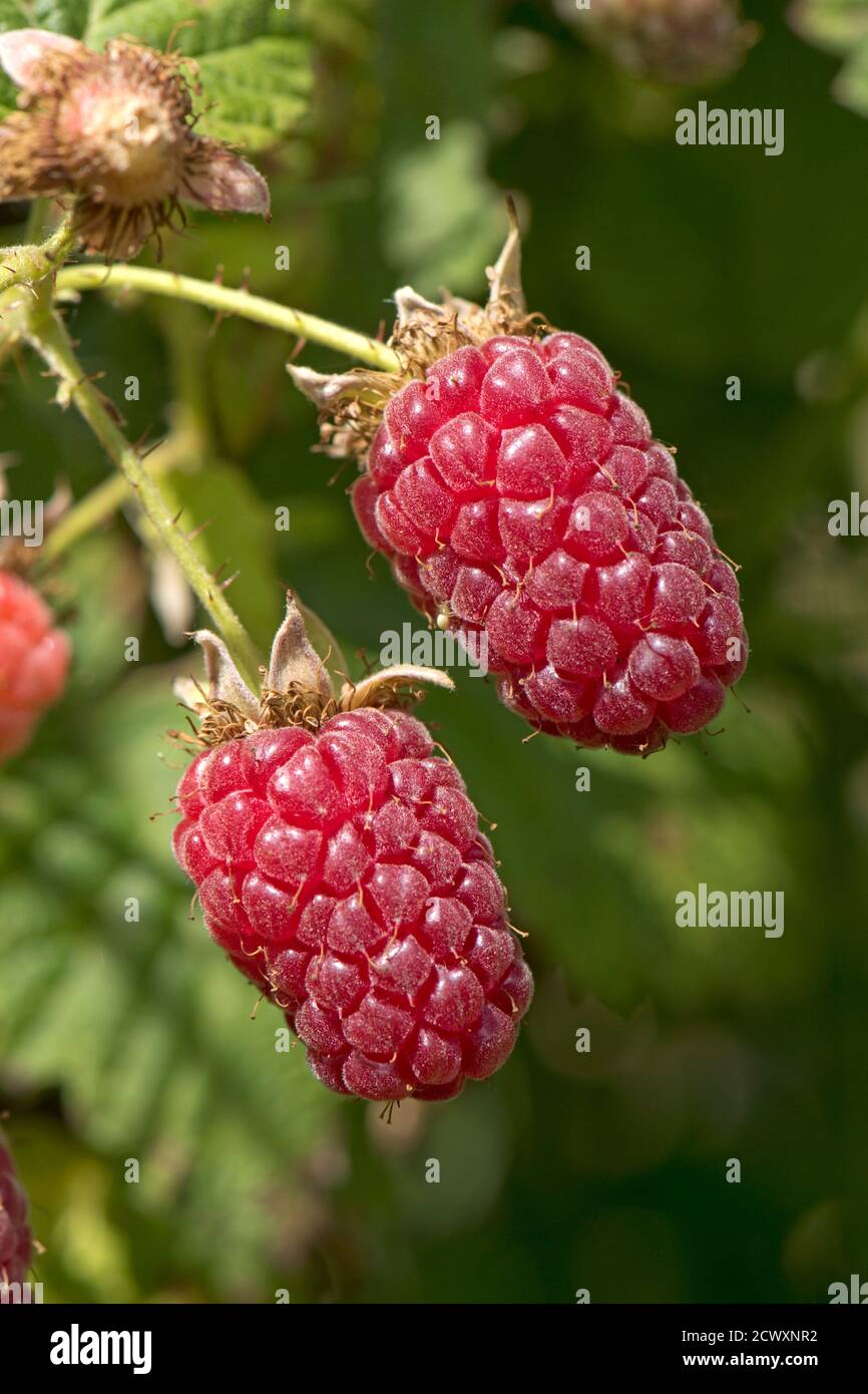 Tayberry (Rubus fruticosus x R.idaeus) ripe red hybrid fruit on the cane in a soft fruit garden, Berkshire, June Stock Photo