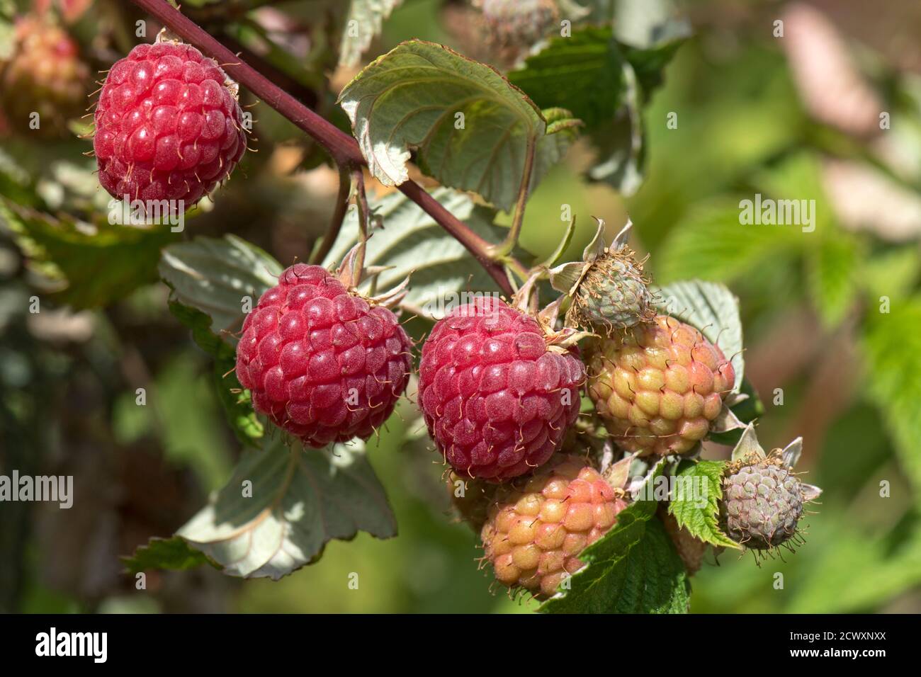 Raspberries (Rubus idaeus) round ripe purple red fruit and some less ripe on the cane in a soft fruit garden, Berkshire, June Stock Photo