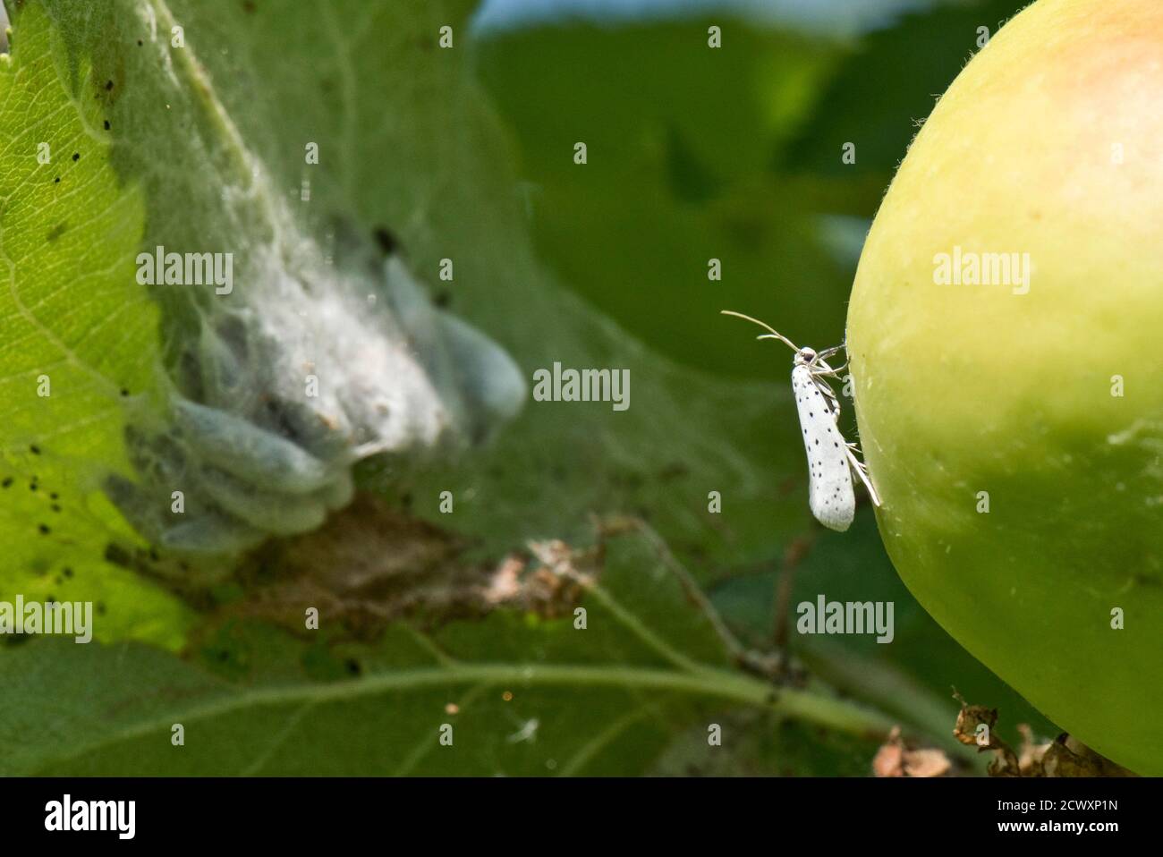 Apple ermine moth (Yponomeuta malinellus) moth and pupae in webbing on