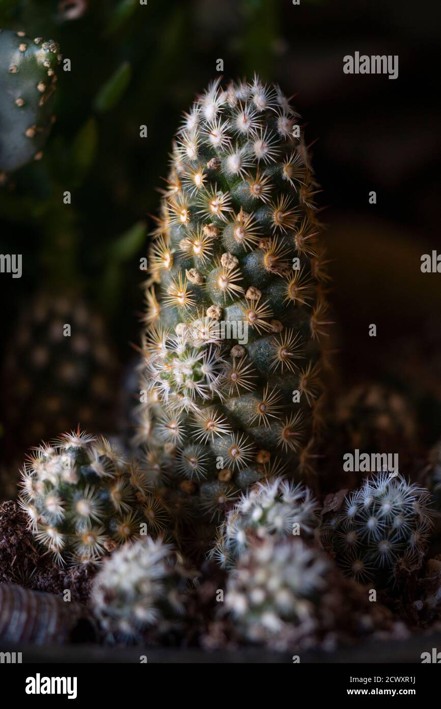 Echinocereus reichenbachii caespitosus cactus plant on a pot. Stock Photo