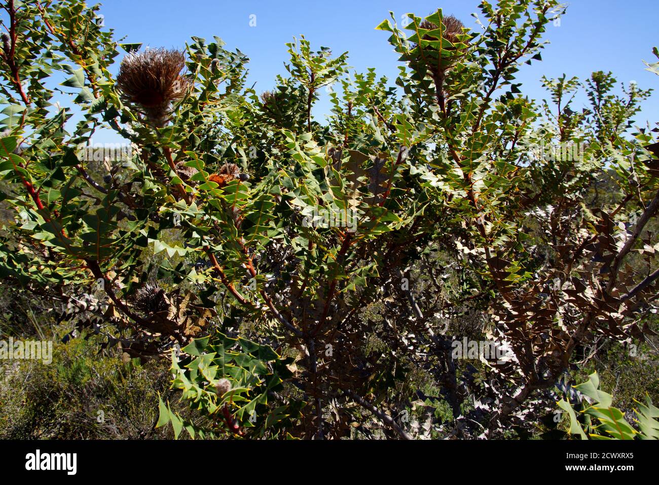 Bird´s nest banksia shrub (Banksia baxteri) with jagged green leaves, natural habitat, Western Australia Stock Photo