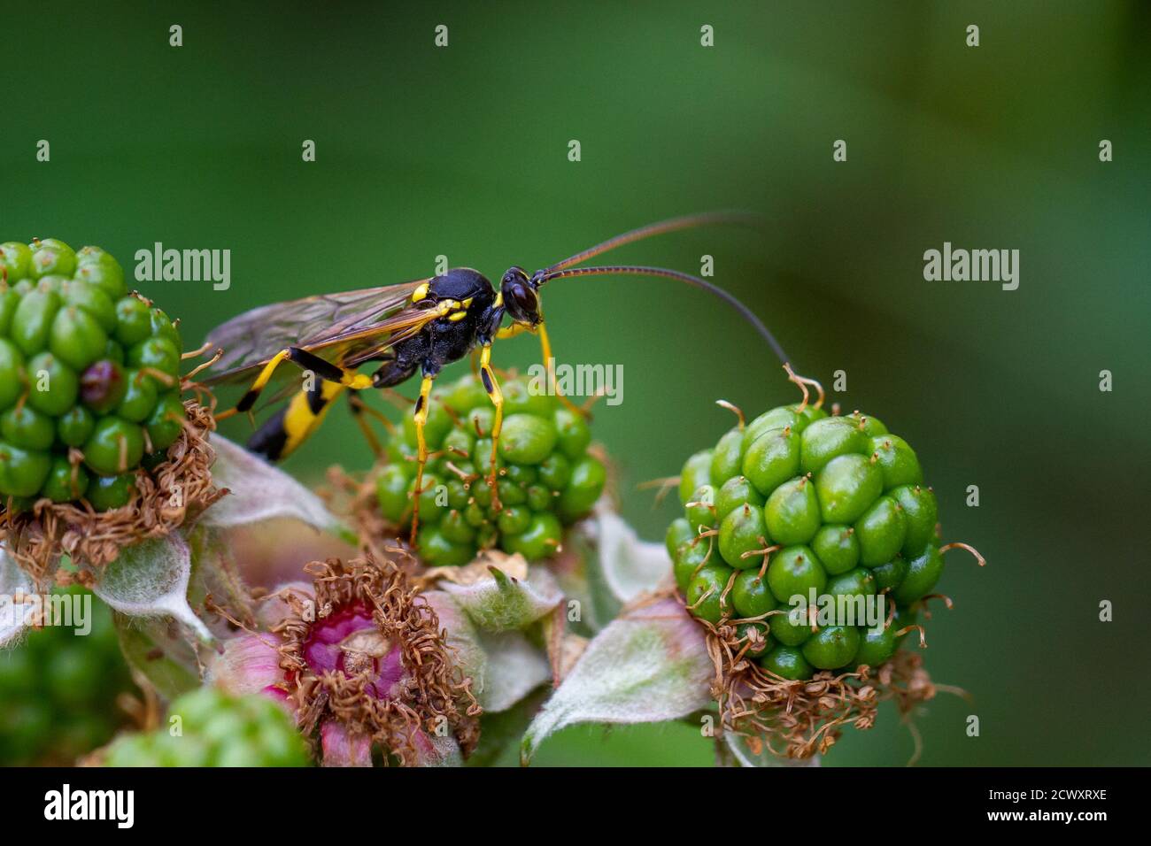 Parasitic wasp, amblyteles armatorius, perched on unripe blackberries, UK wildlife macro, West Yorkshire Stock Photo