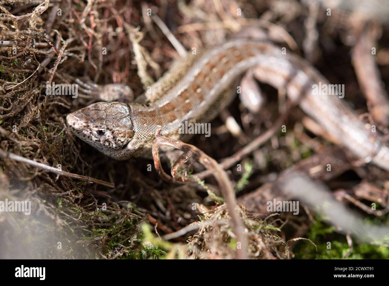 sand lizard, Lacerta agilis Stock Photo - Alamy