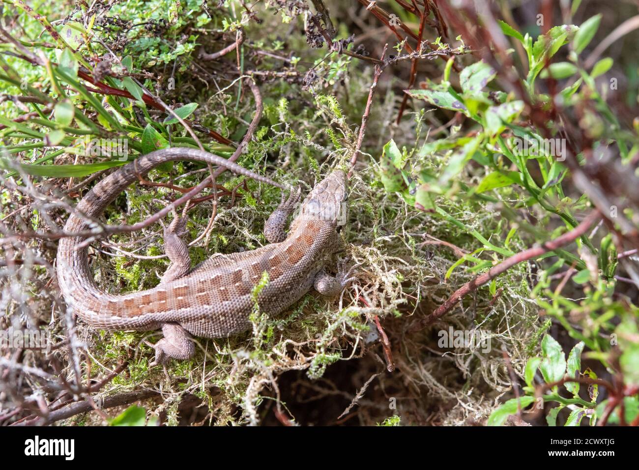 sand lizard, Lacerta agilis Stock Photo - Alamy