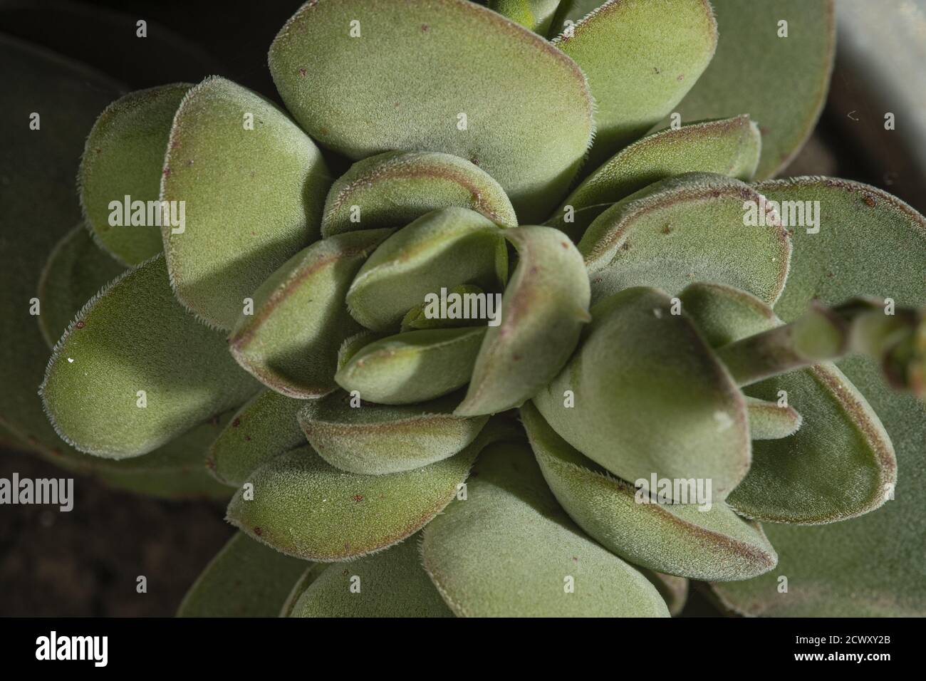 Closeup of a green echeveria subsessilis in front of a blurry background Stock Photo