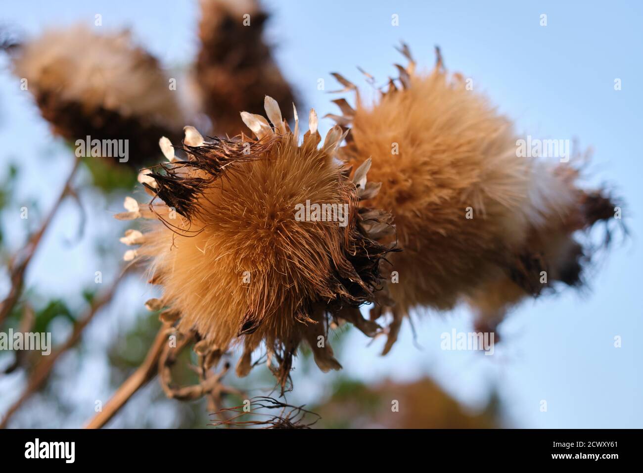 Close-up of fluffy hairy furry dried thistle weed plant Stock Photo