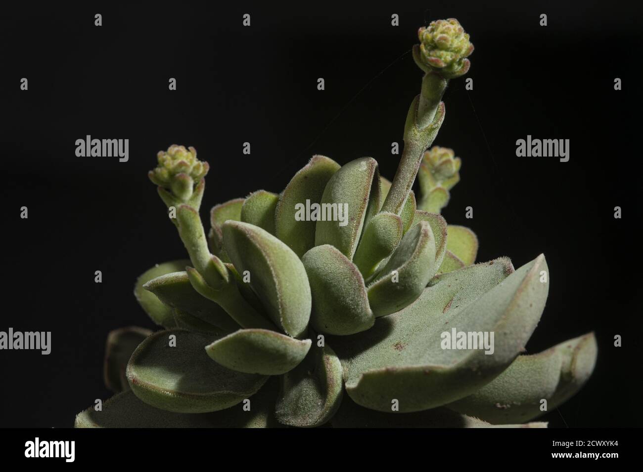Closeup of a green echeveria subsessilis in front of a black background Stock Photo
