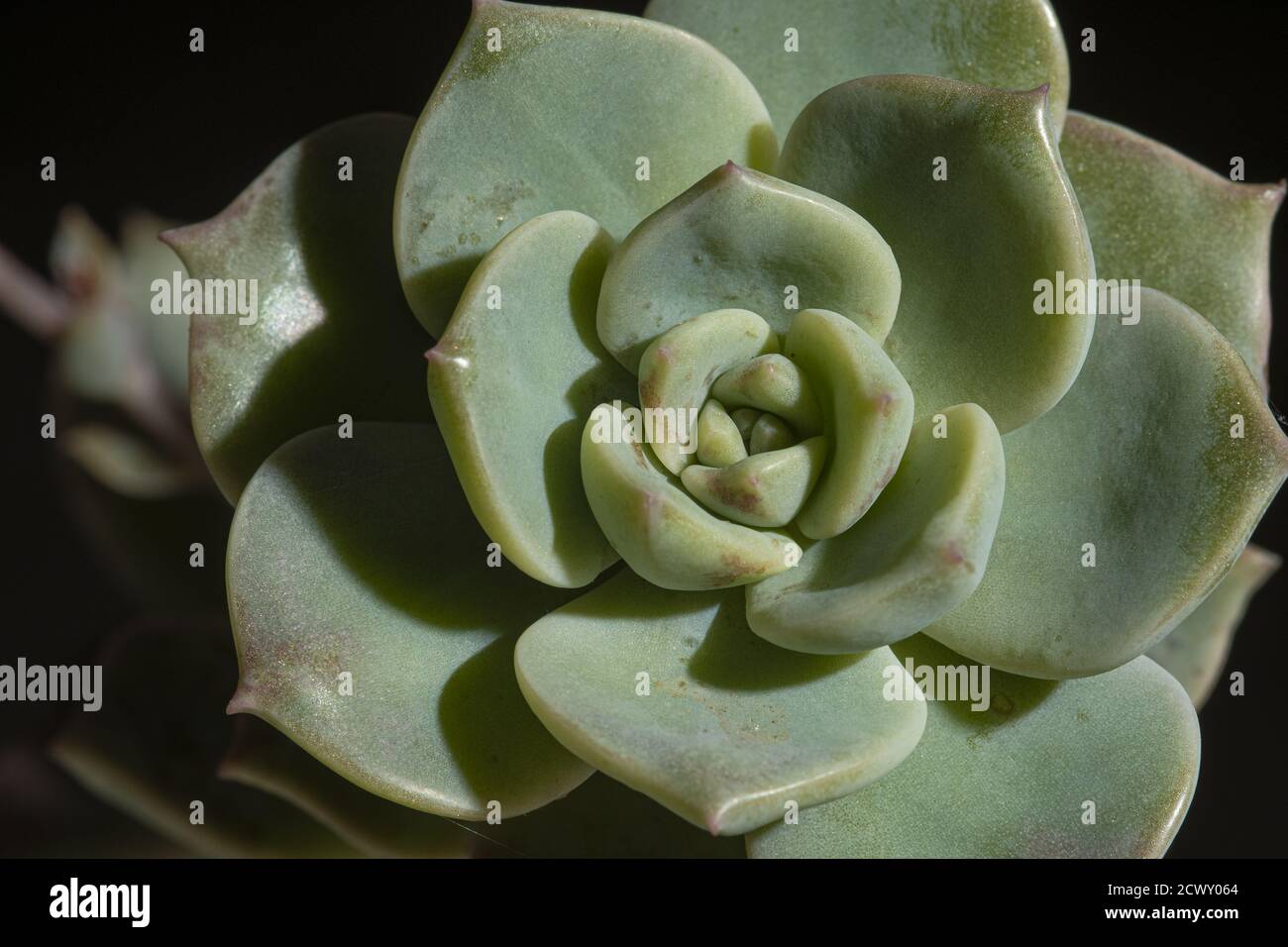 Closeup of a green echeveria subsessilis in front of a black background Stock Photo