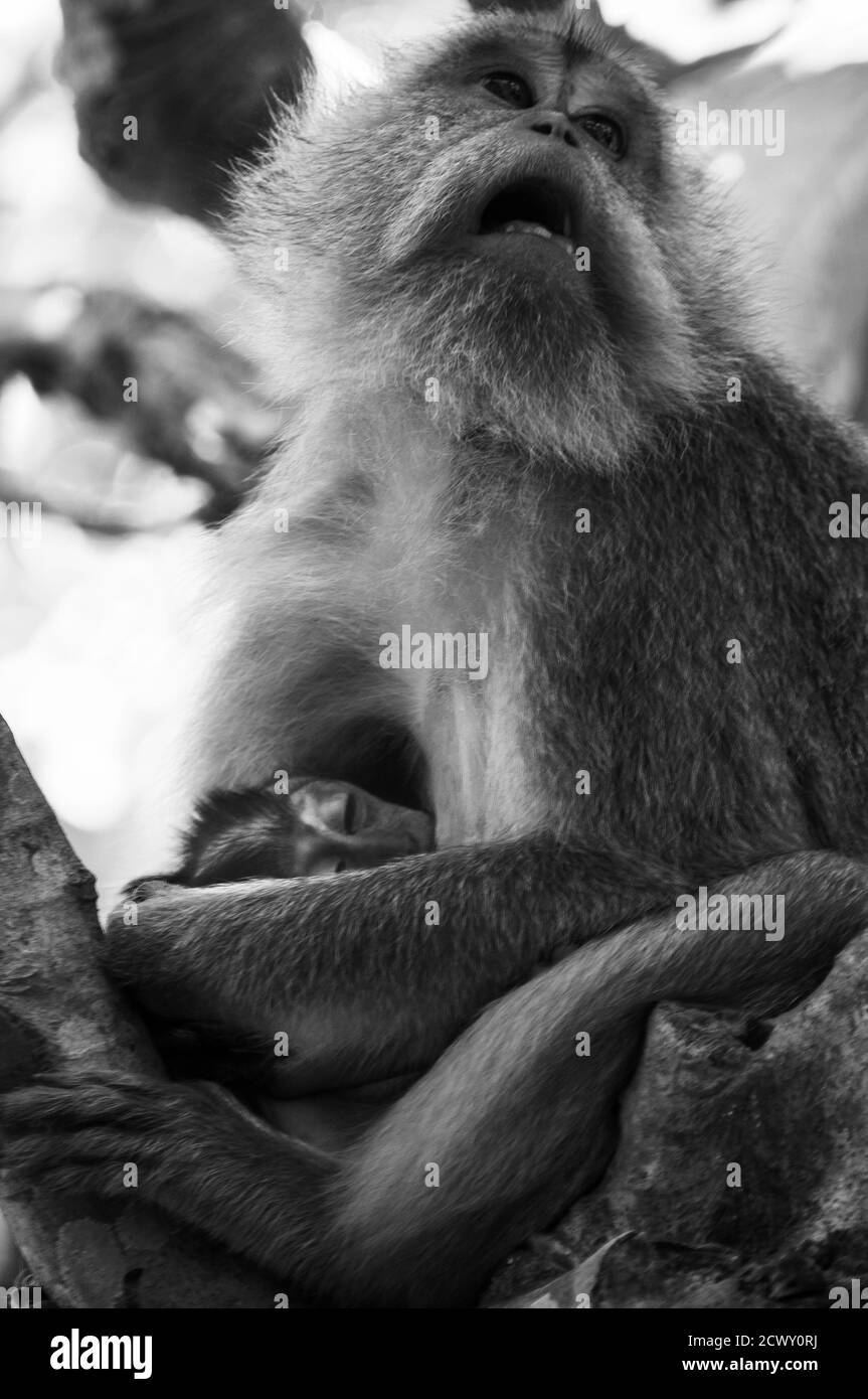 Crabeating macaques shot in Bali, Indonesia Stock Photo Alamy