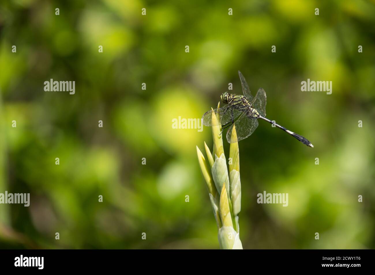 Close up of Green dragonfly on yellow flower Stock Photo - Alamy
