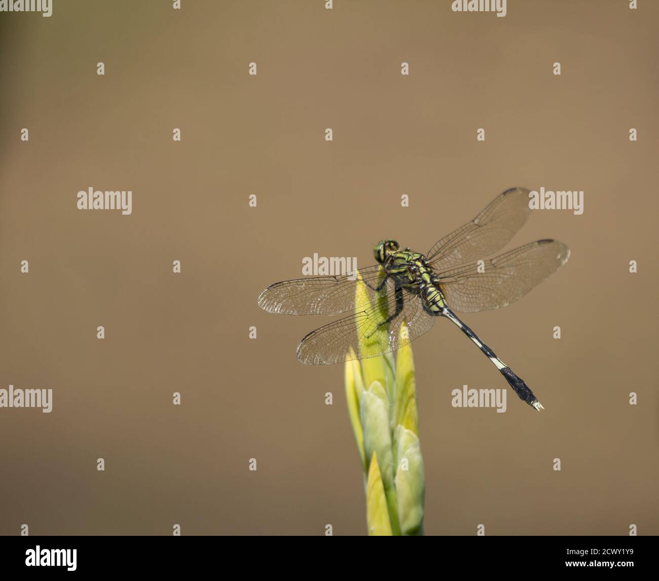 Close up of Green dragonfly on yellow flower Stock Photo - Alamy