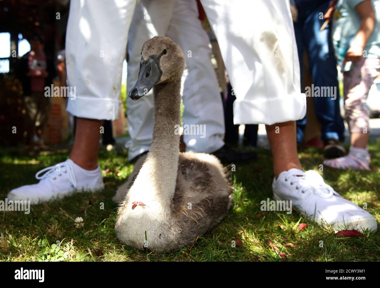 Unmarked mute swans hires stock photography and images Alamy