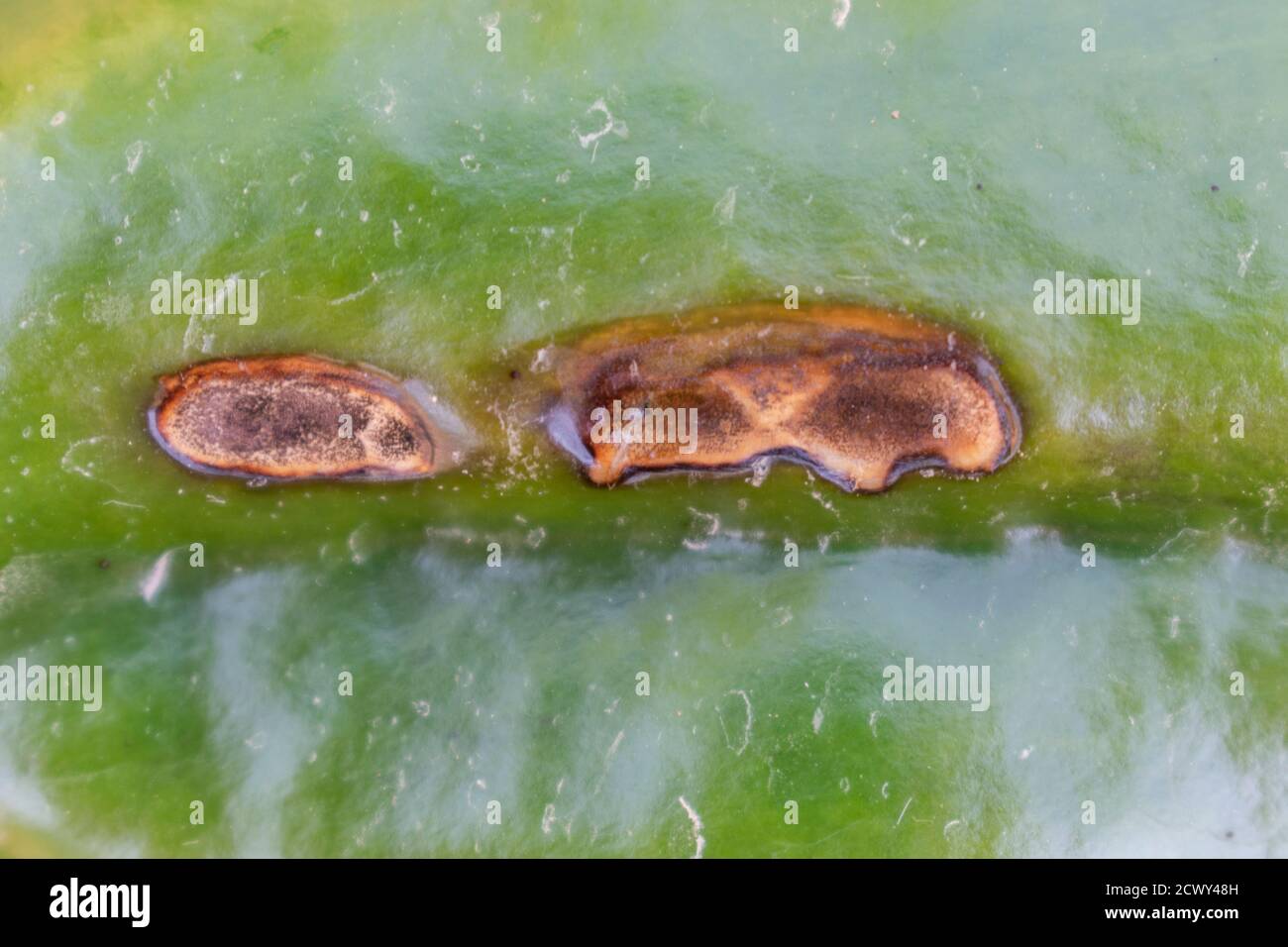 Close up of Sclerotinia sclerotiorum fungus disease on bell pepper Stock Photo